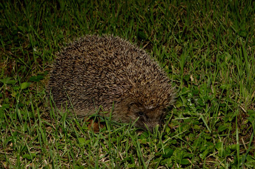 Hedgehog