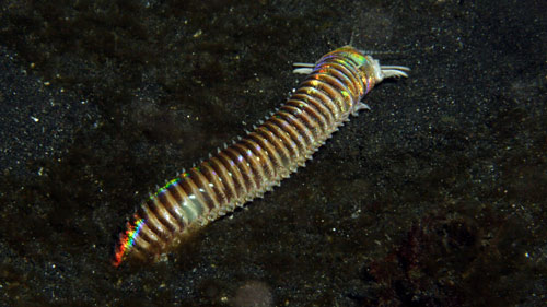 Eunice aphroditois aka. Bobbit Worm