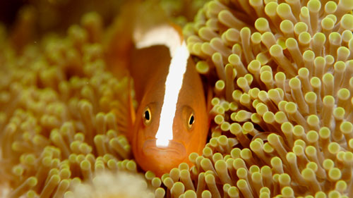 Damselfish - Orange Anemone fish - Amphiprion sandarcinos