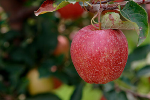 Red apple