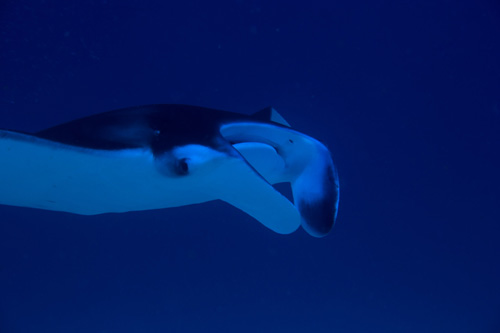 Giant Manta - Maldives