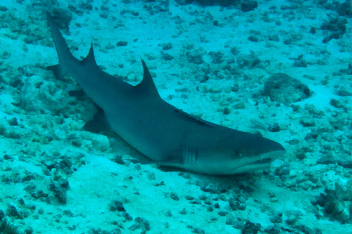 Whitetip reef shark