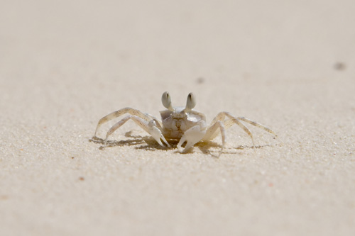 Little crab on white sand