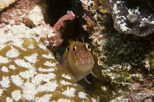 Fish - Eared Blenny - Cirripects auritus
