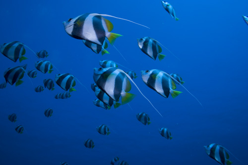 Maldives - Schooling Bannerfish - Heniochus diphereutes
