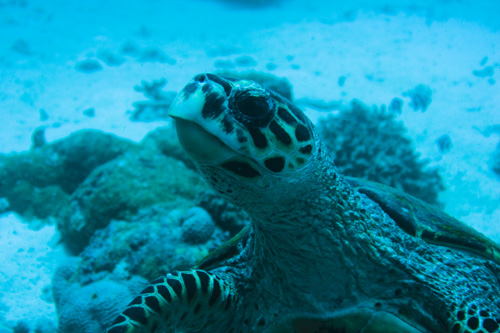 Maldives - Turtle - E.T.