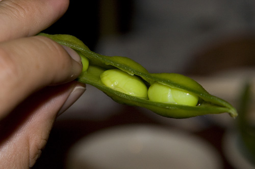 Nippon - Japan - Edamame - Food