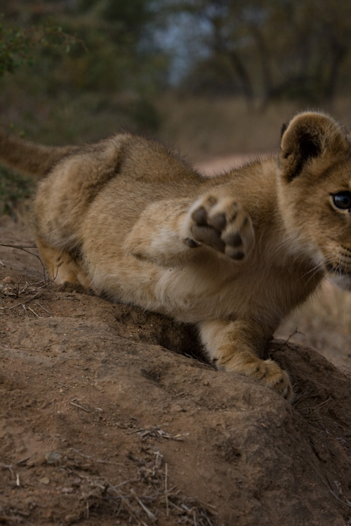 Baby Lion at Tschukudu