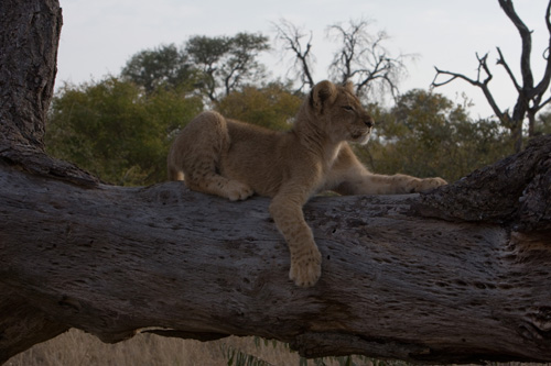 Baby Lion at Tschukudu