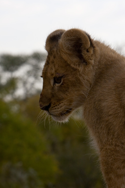 Baby Lion at Tschukudu