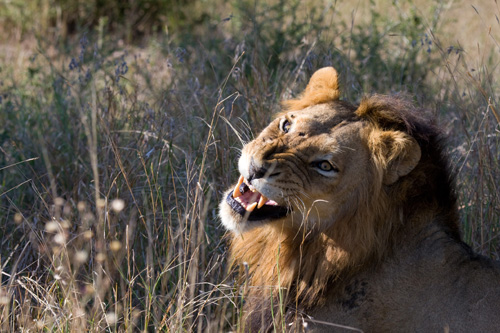 Male Lion looking agresively