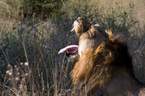 Male Lion looking agresively