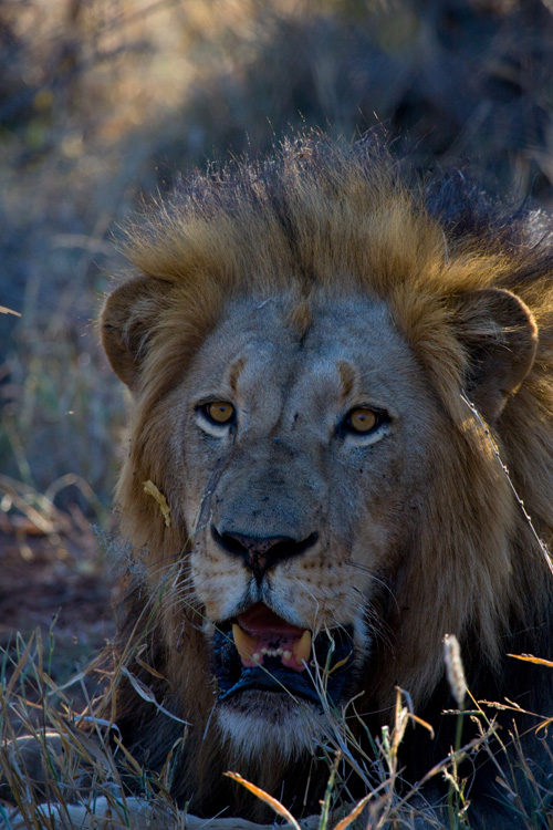 Male Lion after haven eaten a Zebra