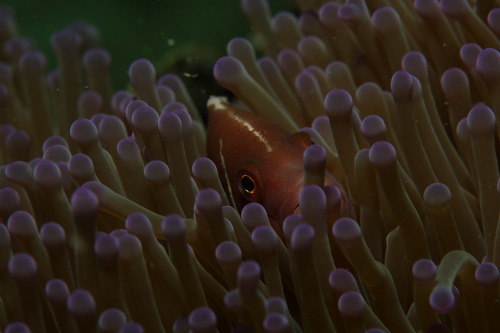 Pink skunk clownfish - Amphiprion perideraion