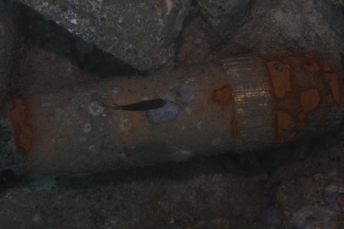 Bombshell found during a dive