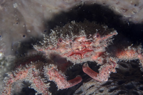 Little crab at a night dive