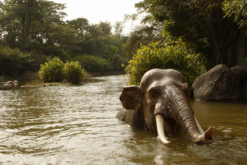 Disneyland Resort HongKong - Elefant in adventure land